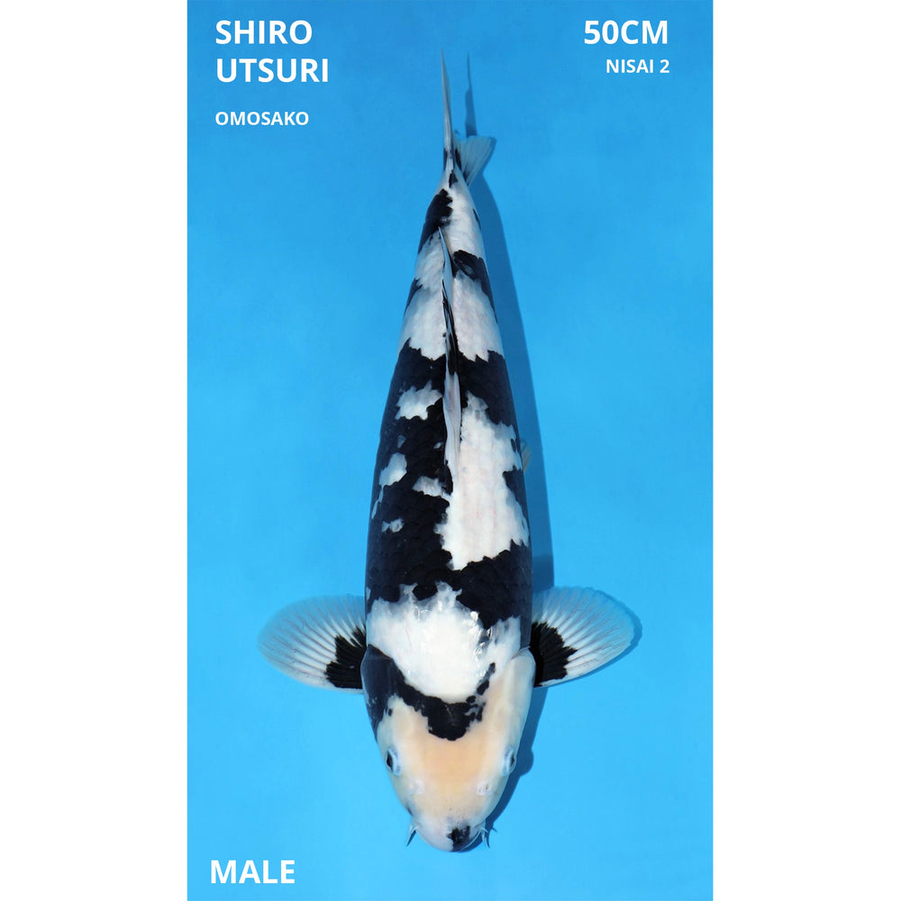 Shiro utsuri Omosako 50cm