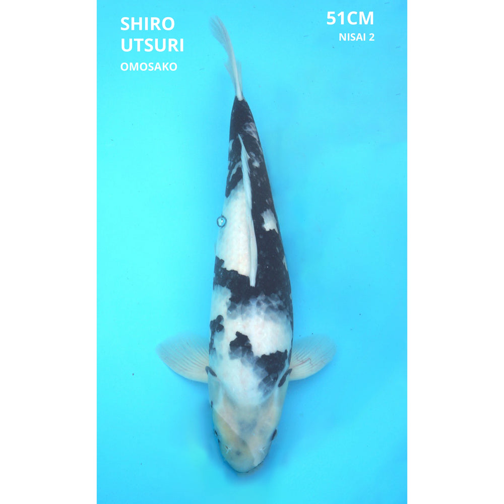 Shiro utsuri Omosako 51cm