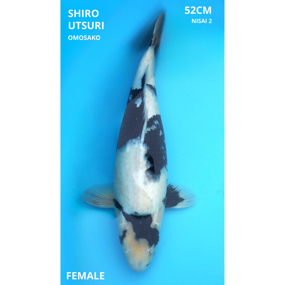 Shiro utsuri Omosako 52cm