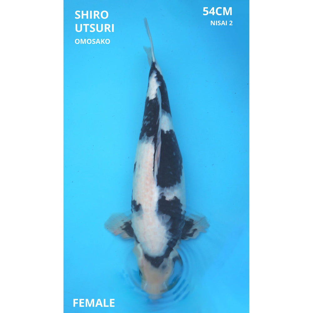 Shiro utsuri Omosako 54cm