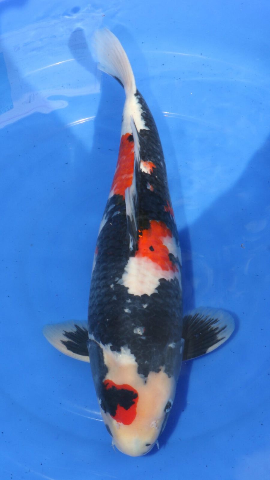 Dainichi Showa Monroe Female (55-60 cm)