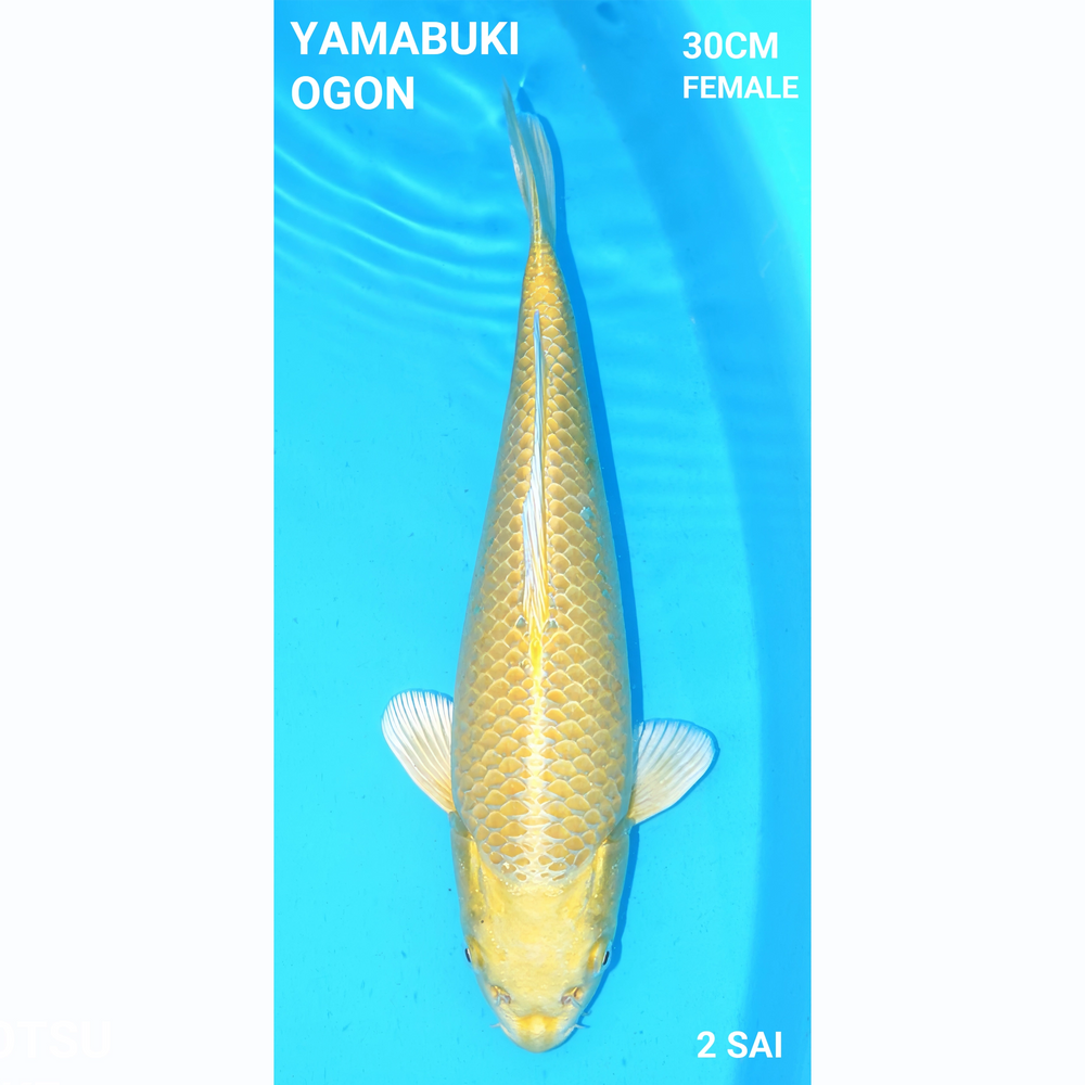 Yamabuki Ogon 30cm Ogata Tosai 1e prijs BKS 2024