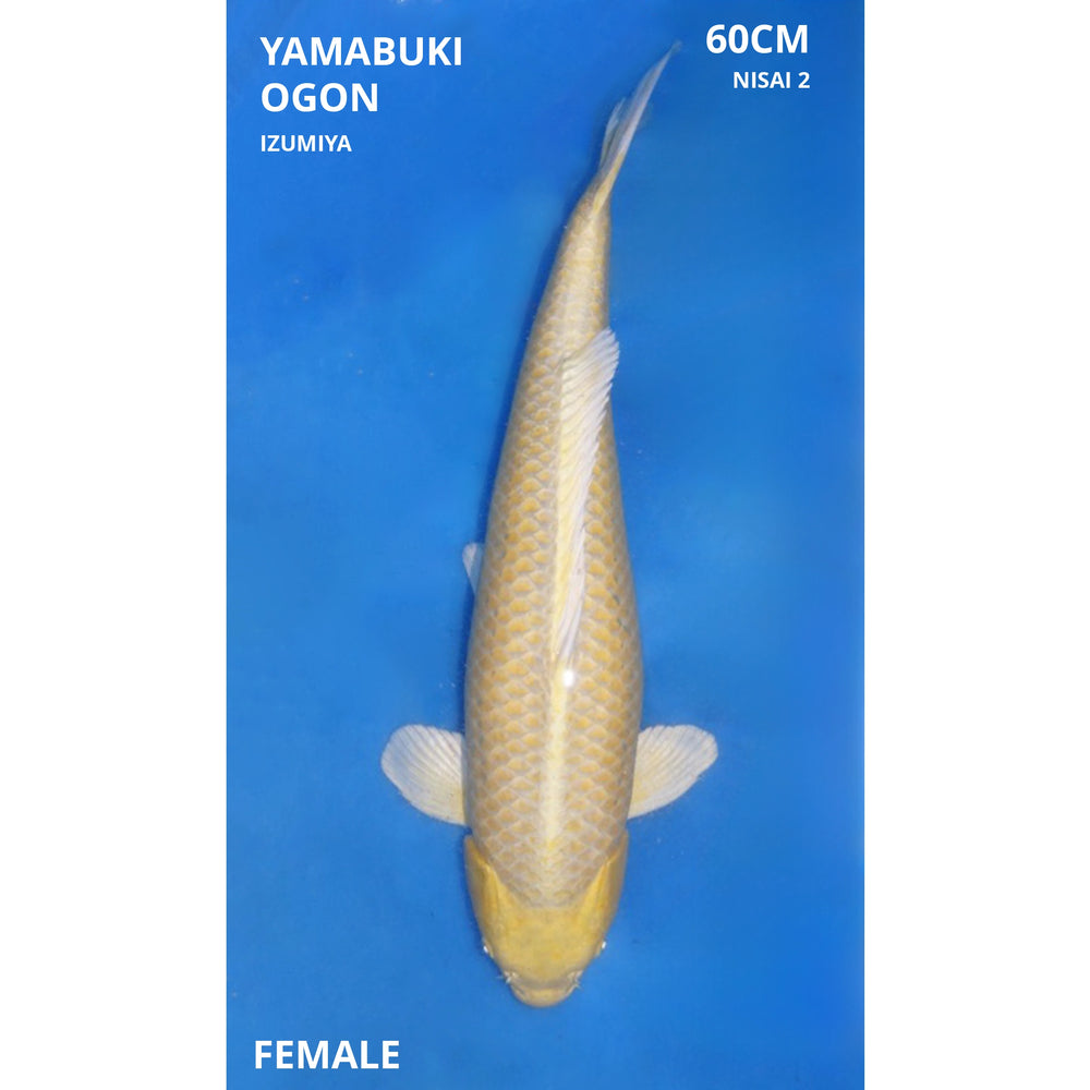 Yamabuki ogon 60cm