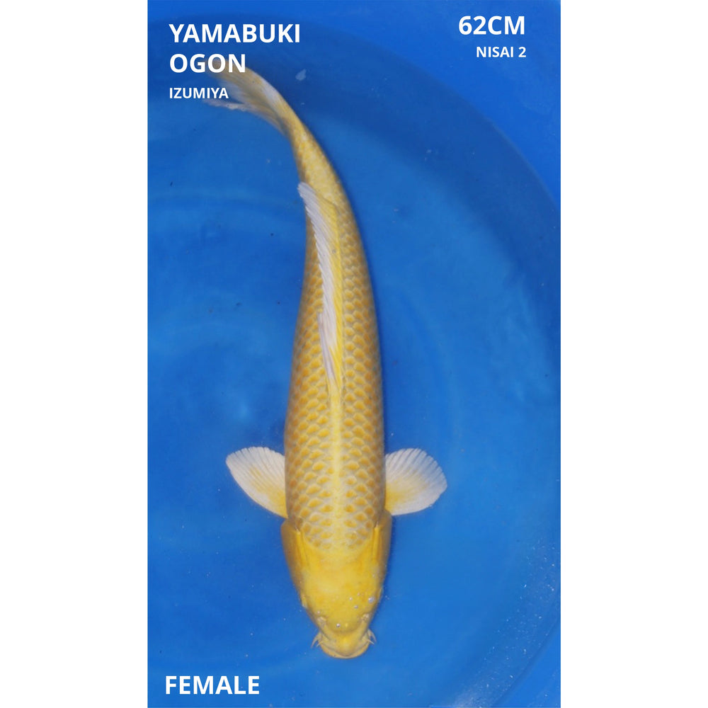 Yamabuki ogon 62cm