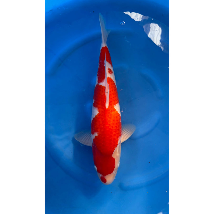 Kohaku (40-45cm)