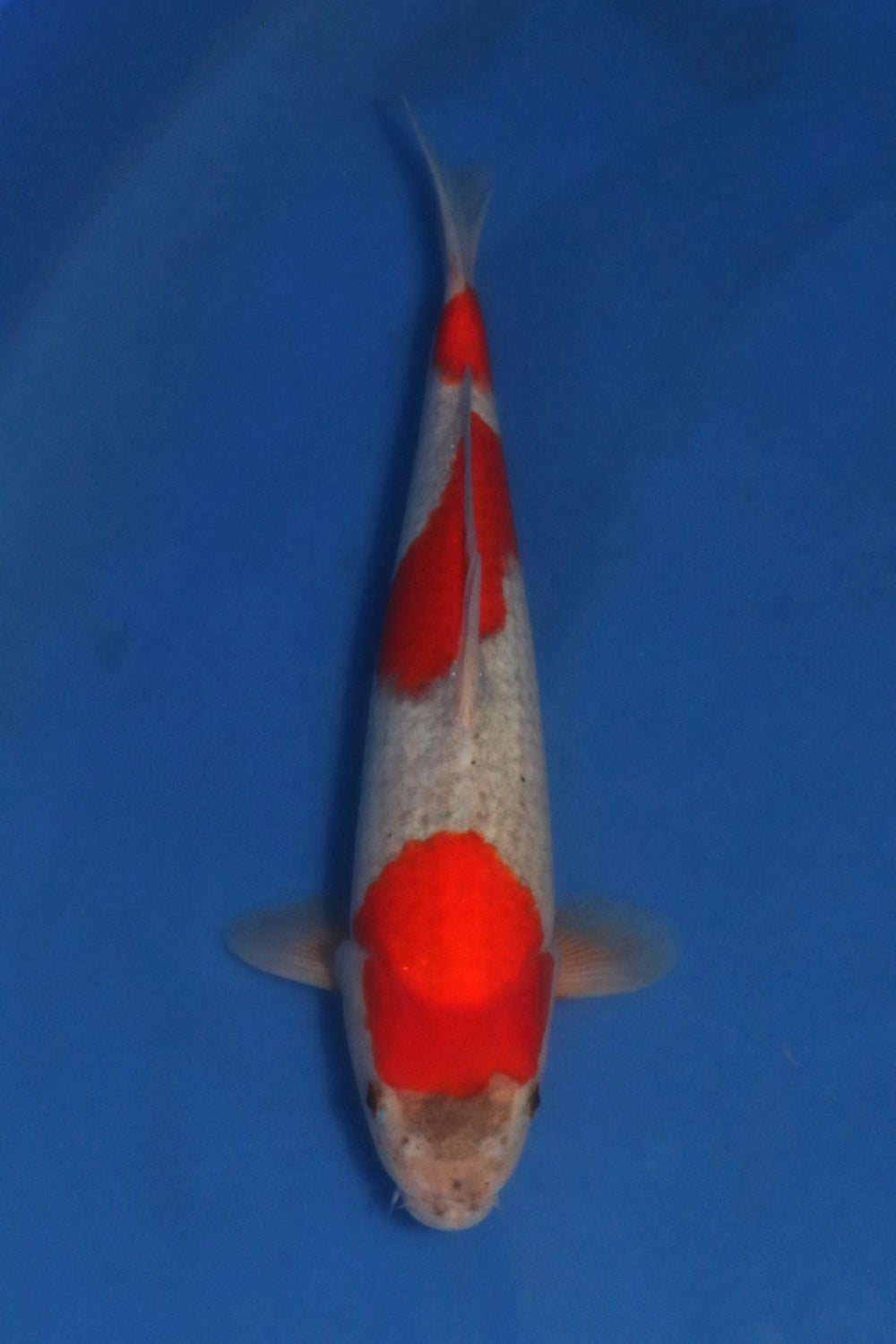 Abe Goshiki 3200