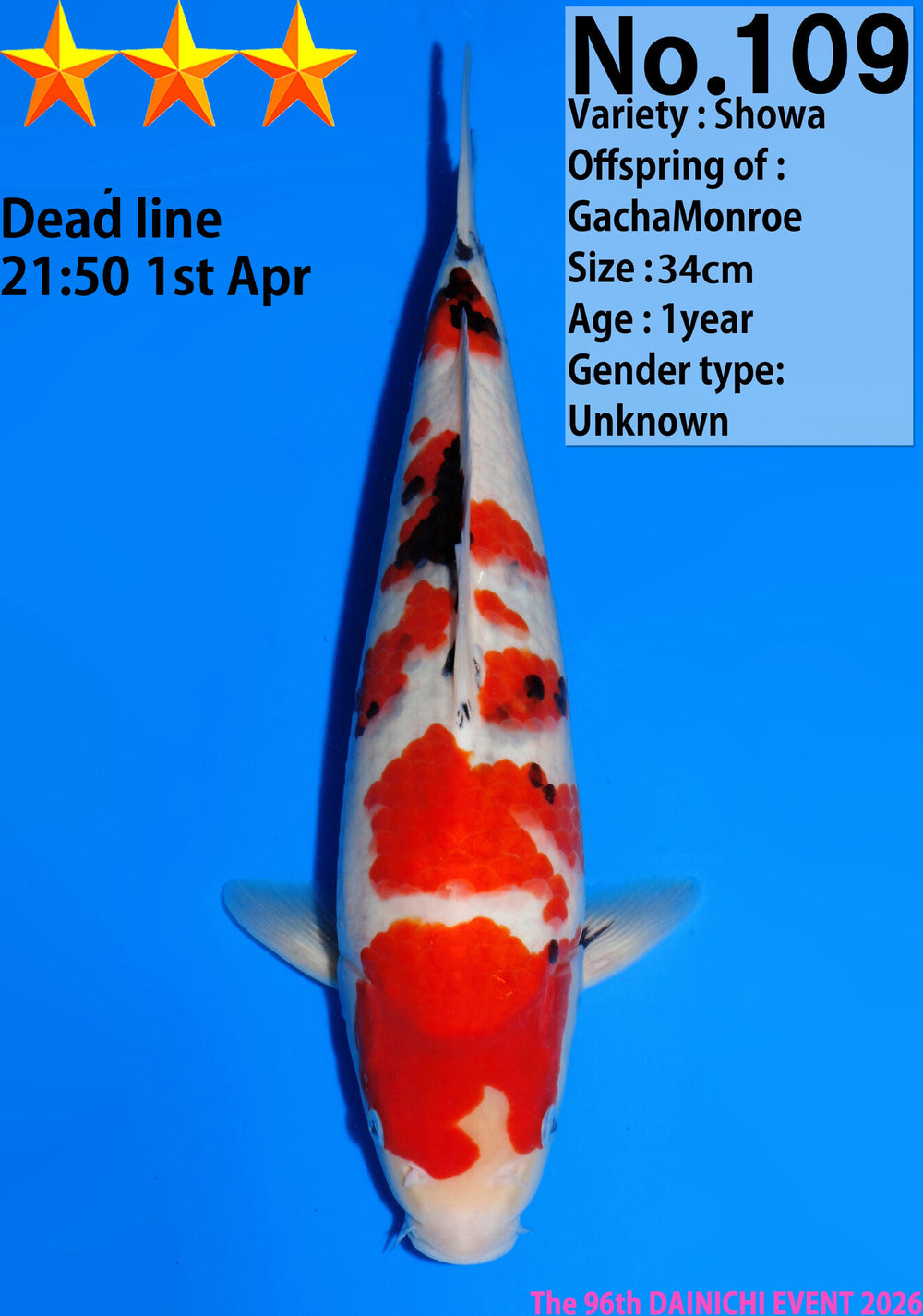 Dainichi Showa Jumbo Tosai 34cm NR 2 GachaMonroe