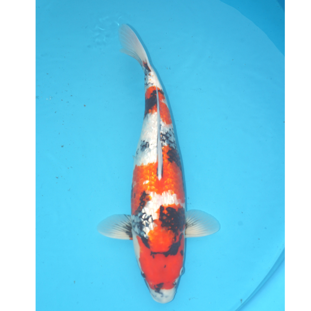 Ginrin Showa Conias 50cm