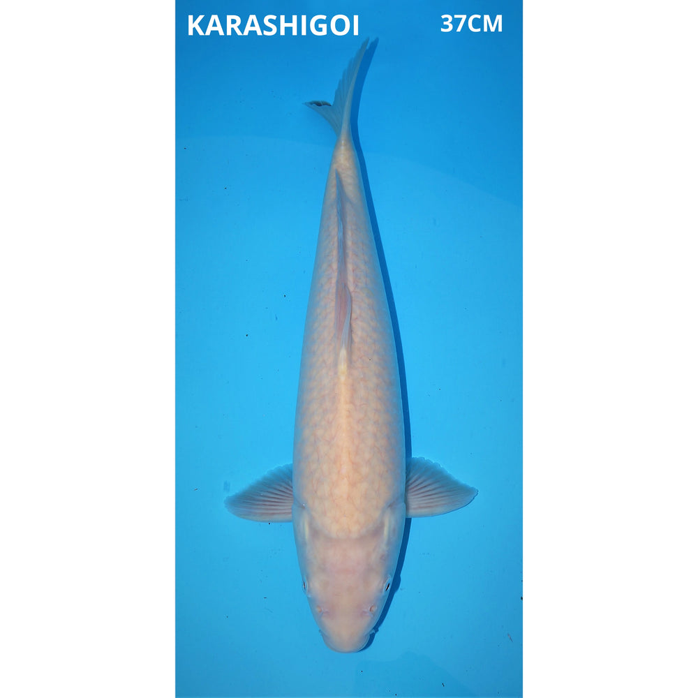Karashigoi 37cm female