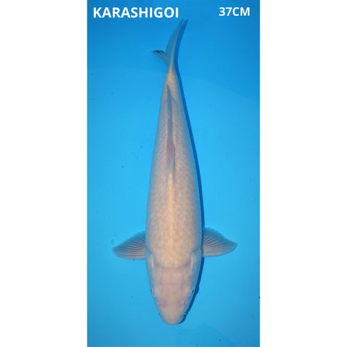 Karashigoi 37cm female