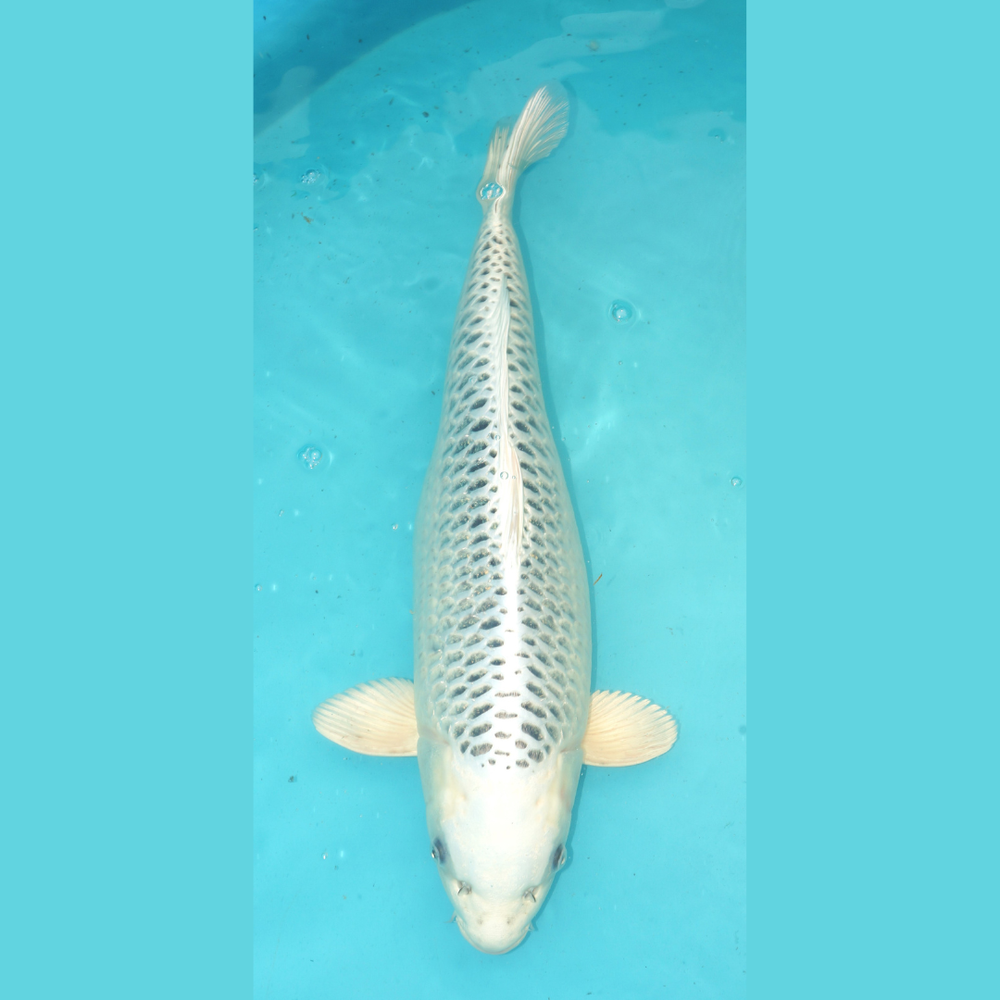 Kin Matsuba 57cm Ogata Sansai Female 2e prijs Frankrijk