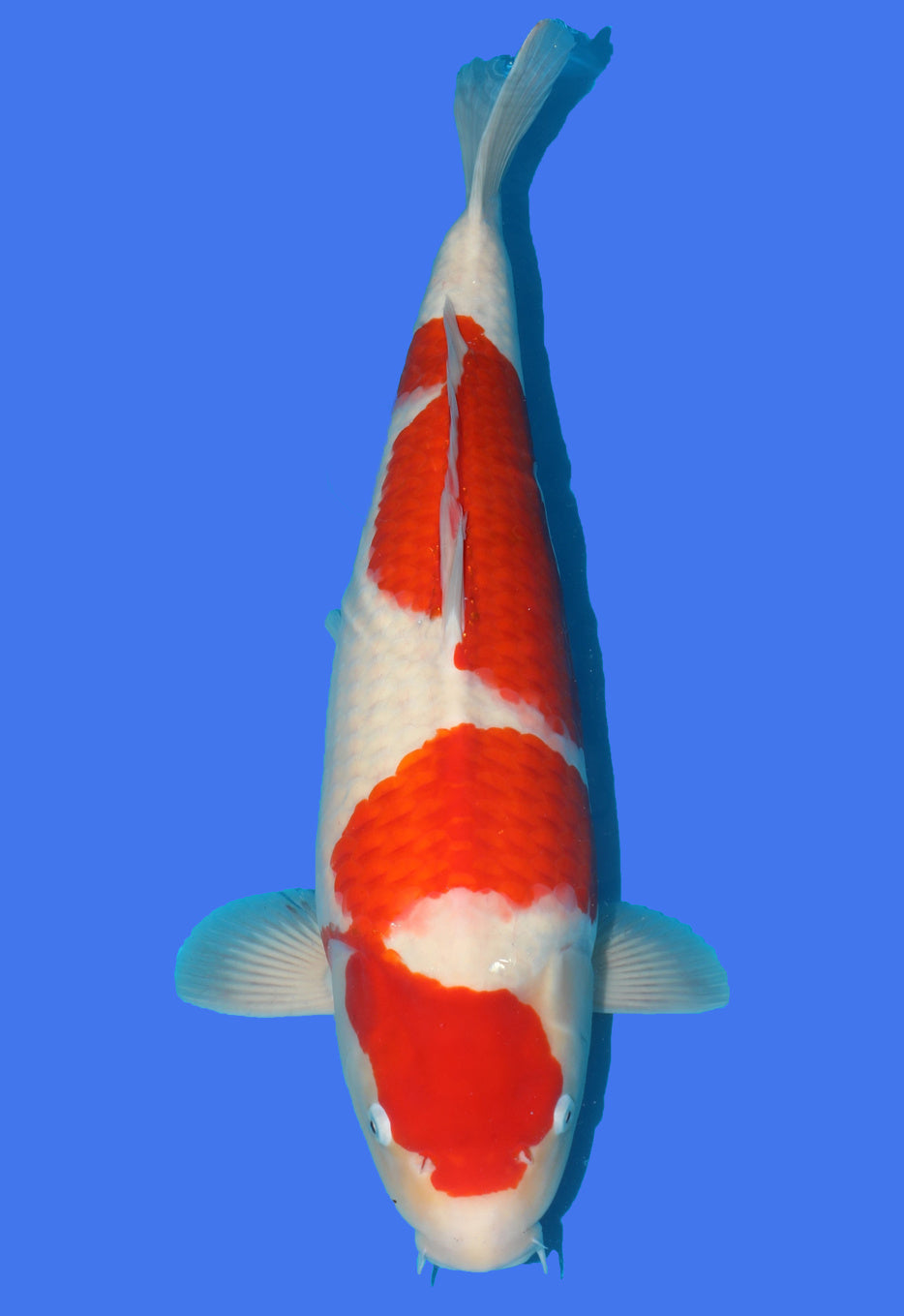 Kohaku Takigawa 01