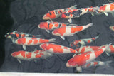 Koi Maas en Waal, koi