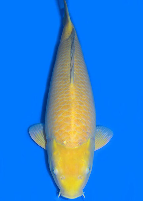 Karashigoi 67 cm Konishi