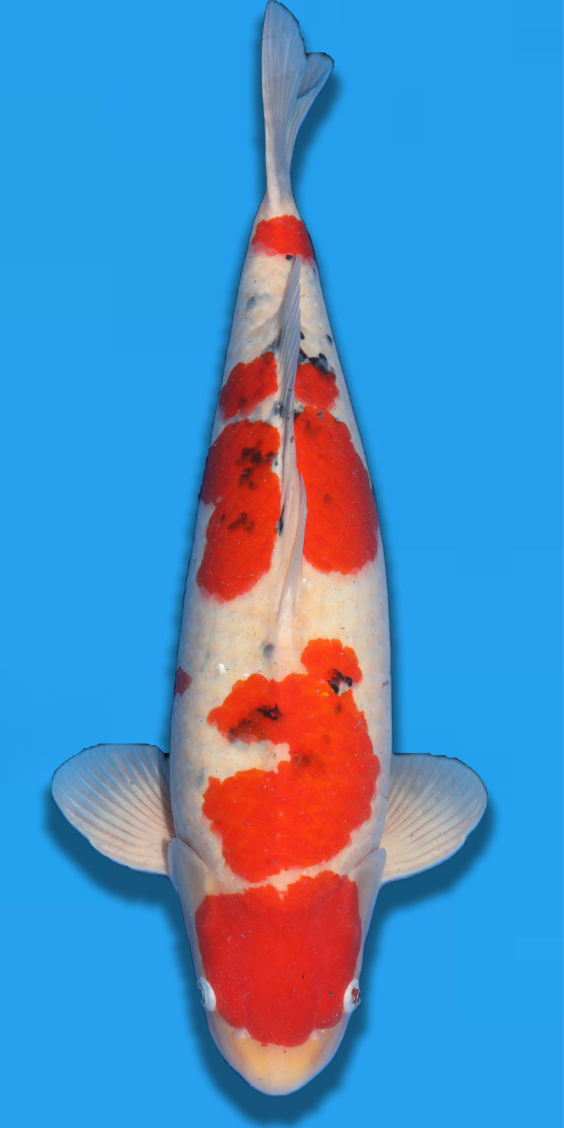 Momotaro Sanke 3 jaar 66cm