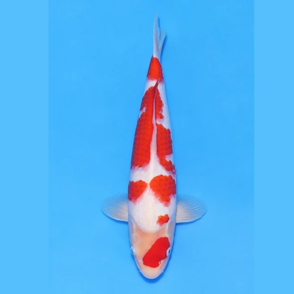 Nogami Jumbo Tosai Kohaku (2025)