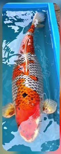 Kujaku 82 cm