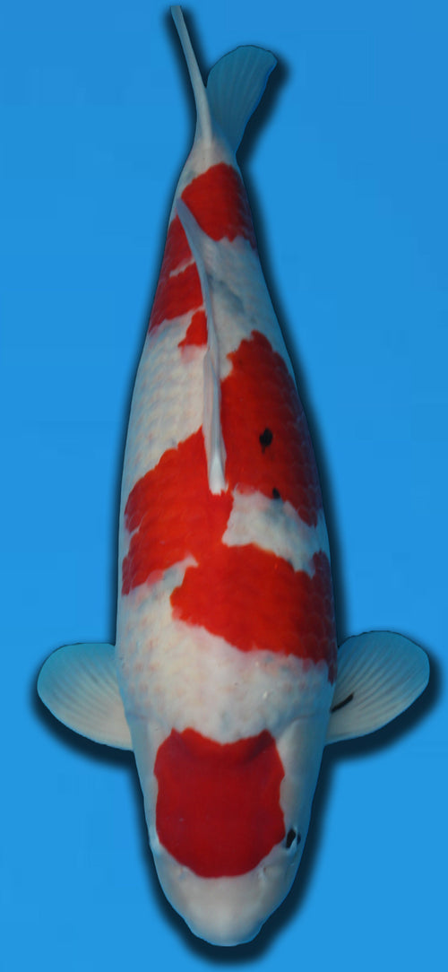 TAMAURA SANKE 75CM YONSAI