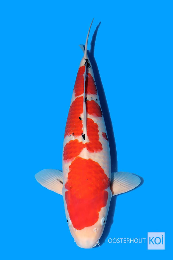 Sanke Tani 60 cm