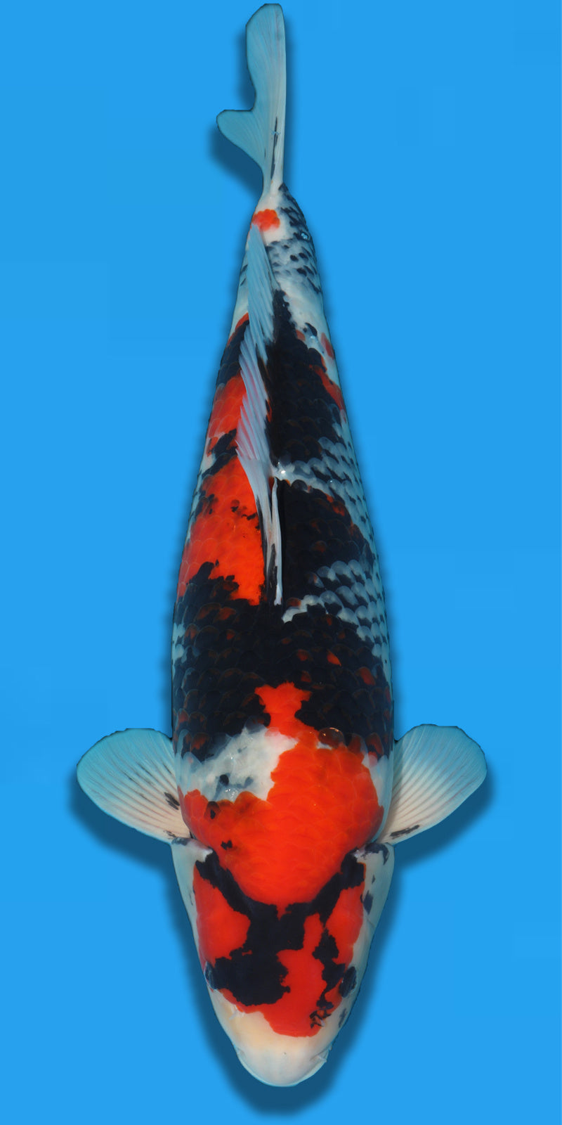 Showa Takigawa 59cm