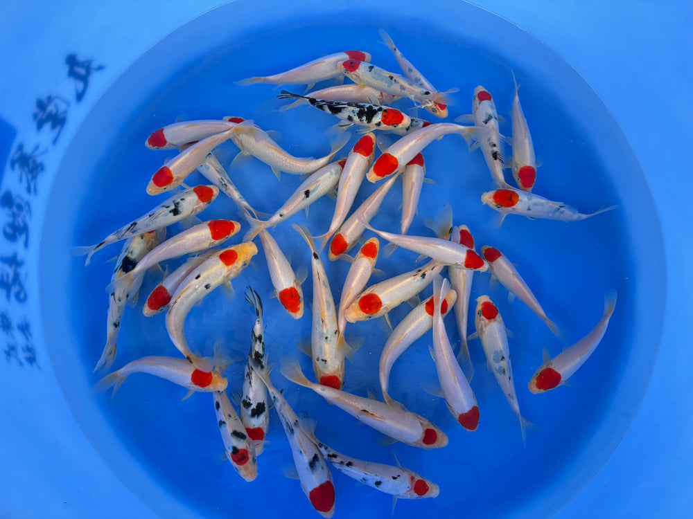 Tancho Sanke/Kohaku Marudo 17/26cm