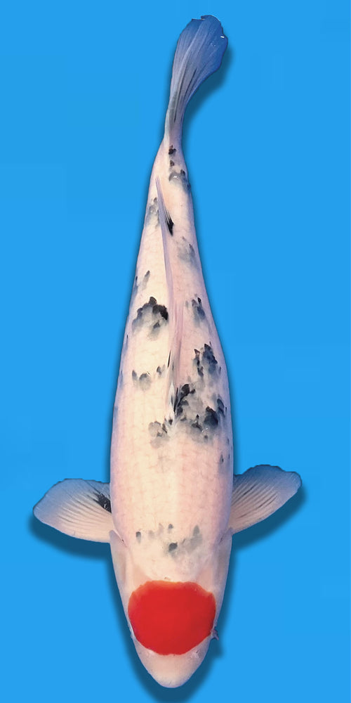 tanchos sanke Tancho sanke 55cm sakai company