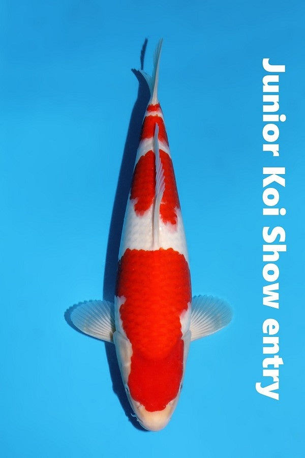 Momotaro Kohaku 36cm Toai Junior Koi Show Entry !
