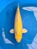 Yamabuki Ogon 81 cm Marusei
