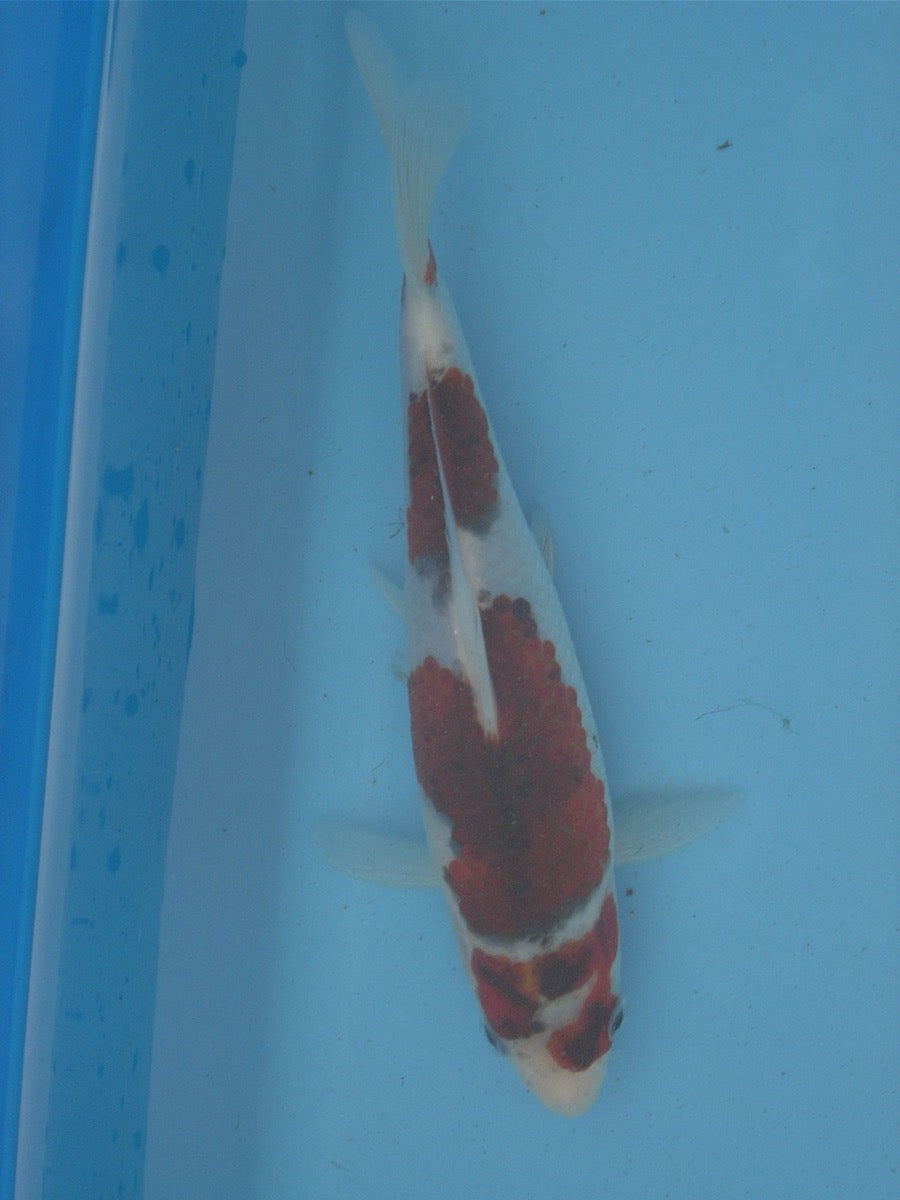 Budo Goromo koi met kenmerkend druivenpatroon