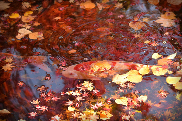 Koi onder een laag gevallen herfstbladeren in een vijver