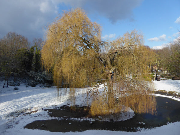 Tuinvijver in de winter met sneeuw langs de rand en een dun laagje ijs