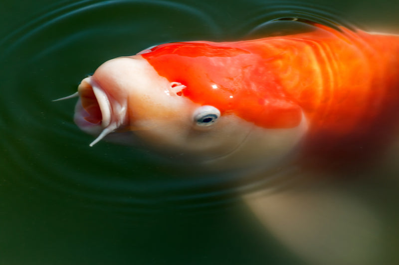Koi aan het wateroppervlak van een tuinvijver, wachtend op voer
