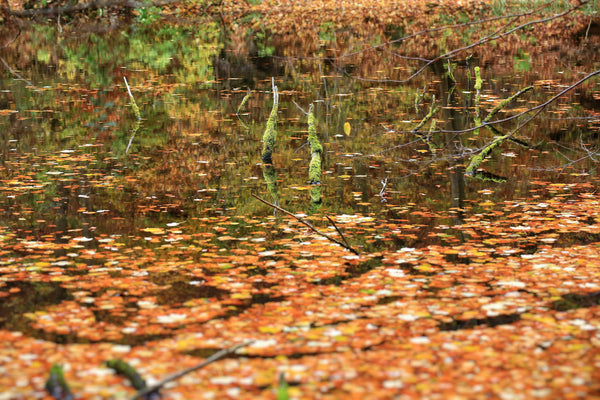 Vijver vol gevallen blad in de herfst: zonder net zakt dit naar de bodem
