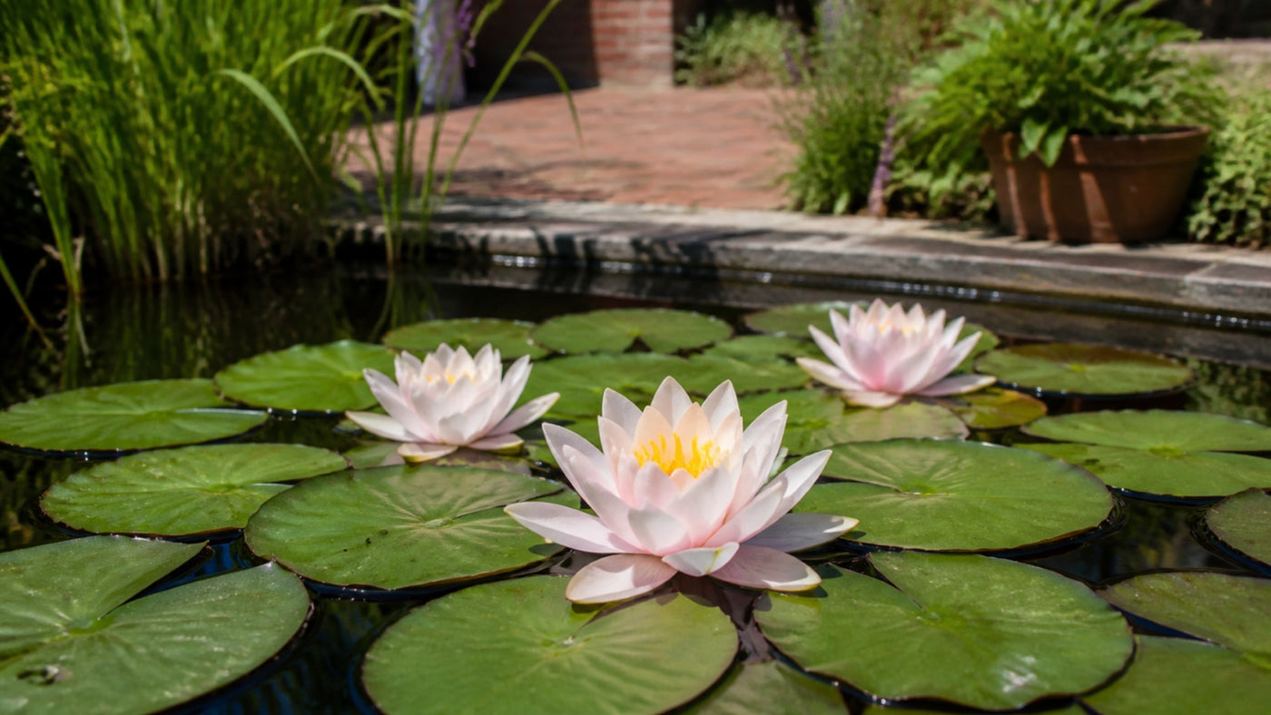 Bloeiende waterlelie tussen groene drijfbladeren in een zonnige Nederlandse tuinvijver.