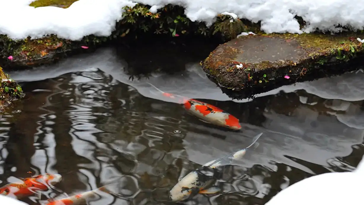 Koi zwemmen in een wintervijver met besneeuwde randen en helder water.