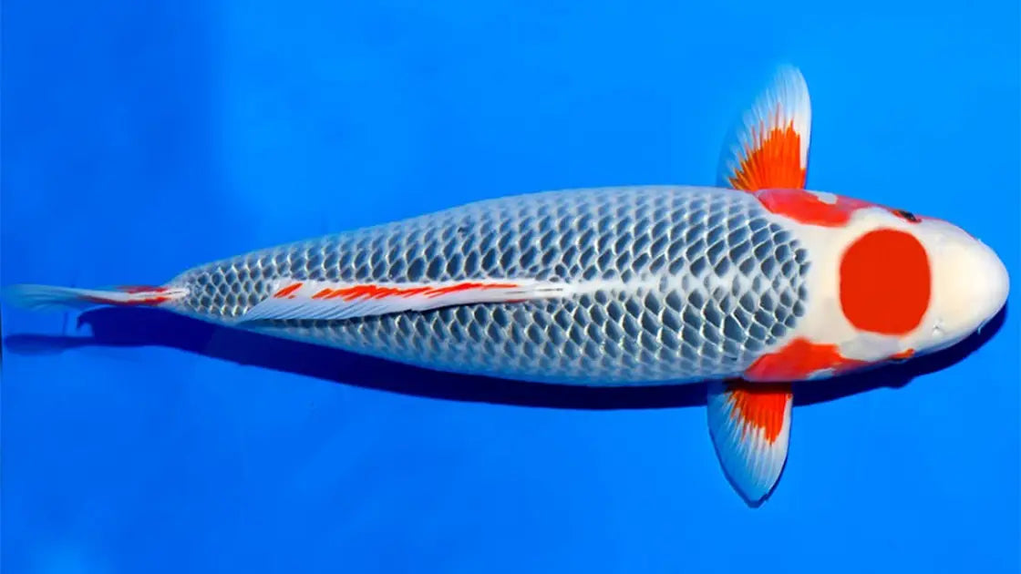 Asagi Koi met blauwgrijze schubben en rode accenten in een blauwe vijverbak