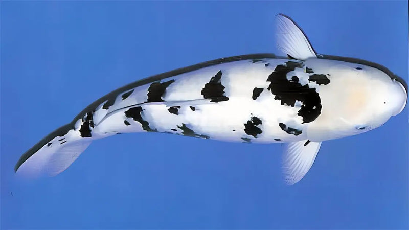 Shiro Bekko Koi met zwart-wit patroon in een blauwe vijverbak