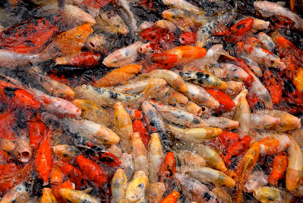 Koi in een vijver — mannelijke en vrouwelijke exemplaren