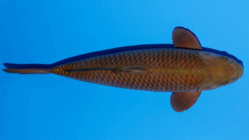 Chagoi Koi met een diepbruine kleur in een blauwe vijverbak