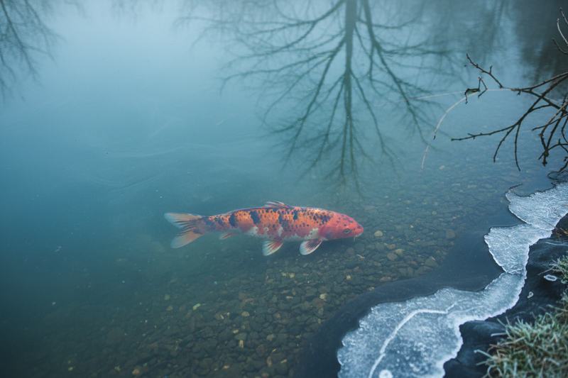 Chilodonella bij Koi: Een Gevaarlijke Parasiet bij Lage Temperaturen