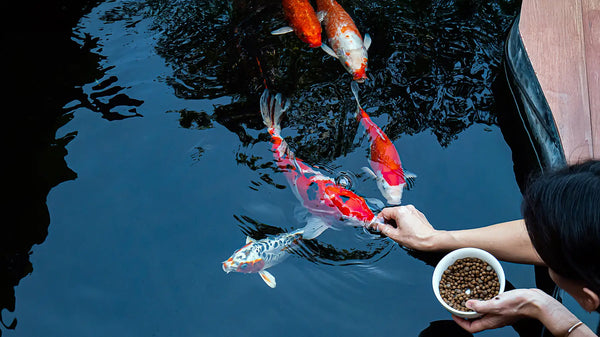 Een liefhebber voert koivoer met de hand aan kleurrijke koi in een vijver, illustrerend hoe temperatuur koi en hun eetgedrag beïnvloedt