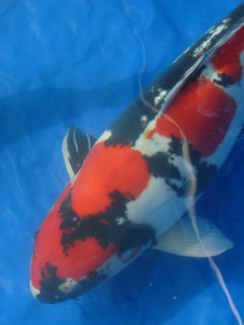 Doitsu Showa koi: schubloze koi met zwart, rood en wit patroon