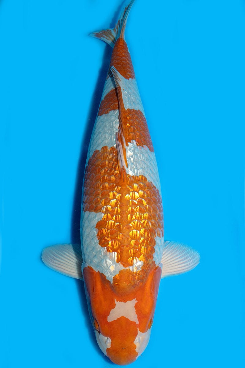 Gin Rin koi met glinsterende schubben in close-up