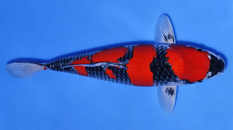 Goshiki Koi met rood en zwart patroon en grijs-blauwe schubben in een blauwe vijverbak