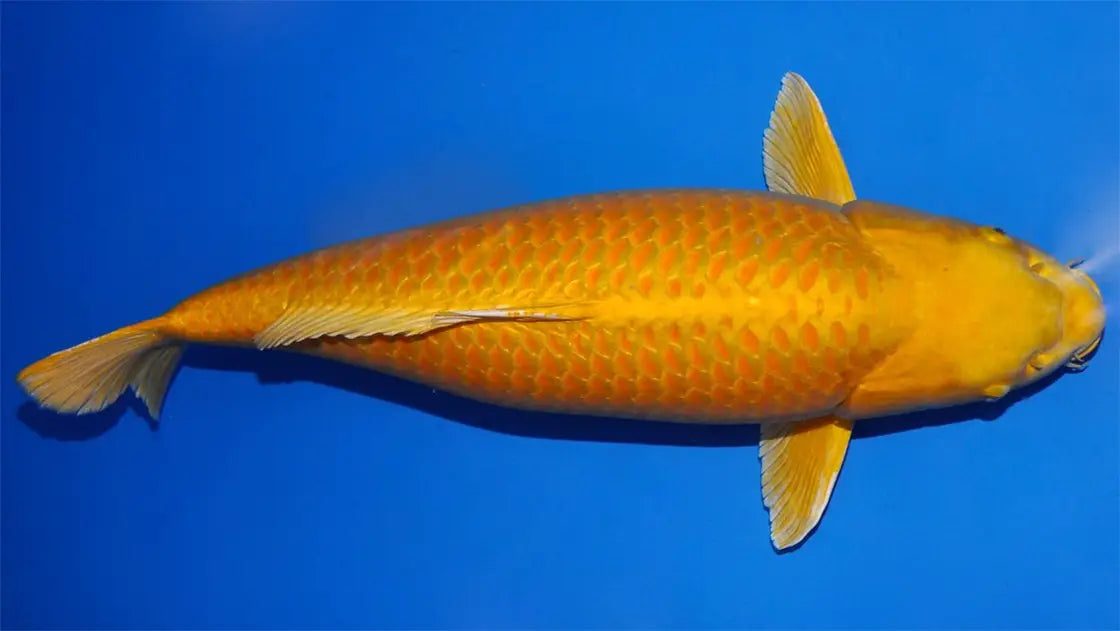 Yamabuki Ogon Koi met gouden metallic schubben in een blauwe vijverbak