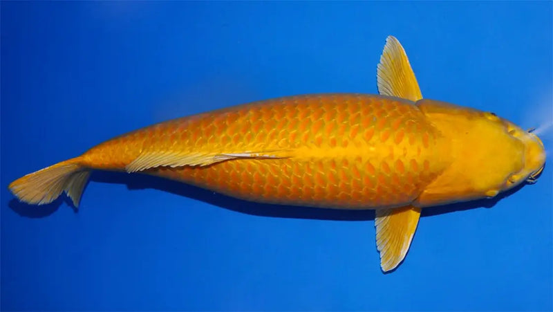 Yamabuki Ogon Koi met gouden metallic schubben in een blauwe vijverbak
