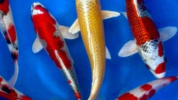 Jumbo koi in helderblauw water, Kohaku, Sanke en Ogon soorten