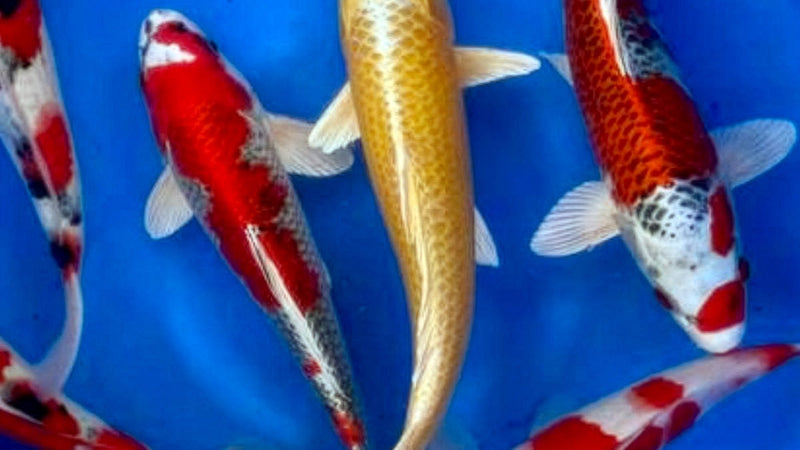 Jumbo koi in helderblauw water, Kohaku, Sanke en Ogon soorten