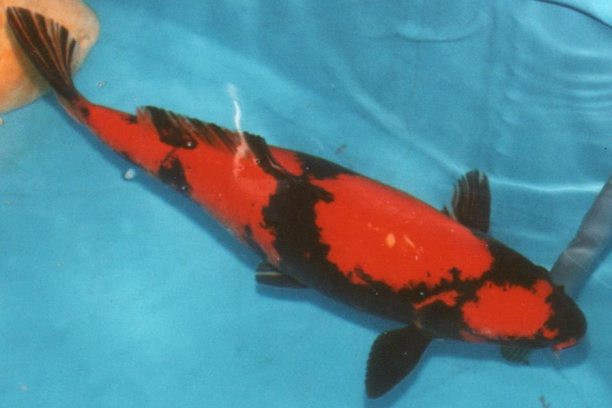 Utsuri koi met contrastrijk tweekleurig patroon