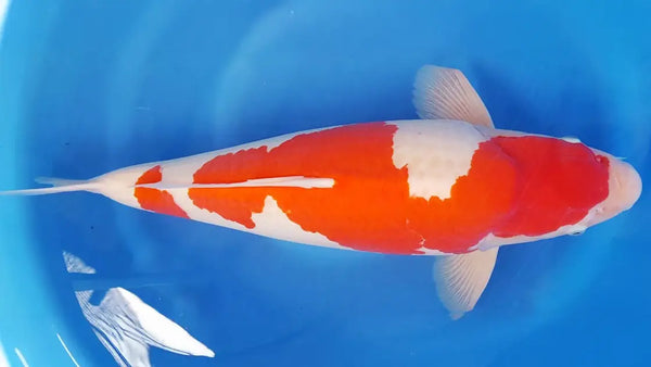Kohaku Koi met opvallend rood-wit patroon in een blauwe vijverbak